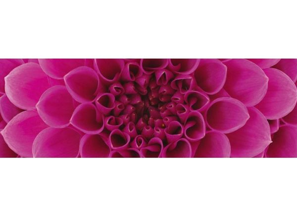 Köögi tagasein Pink dahlia