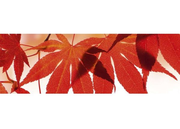 Köögi tagasein Red leaves