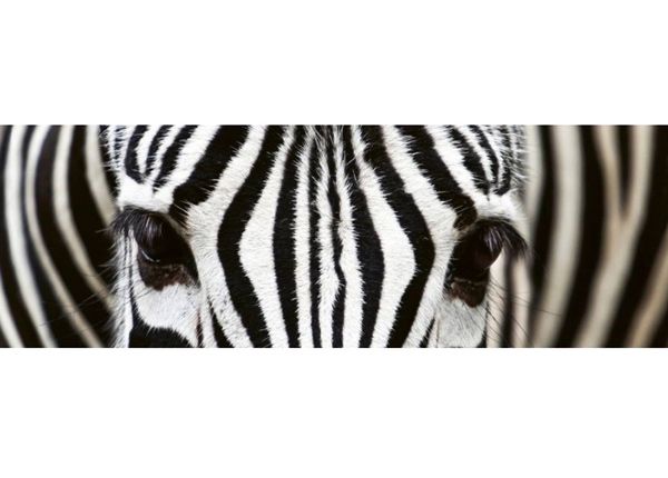 Köögi tagasein Zebra