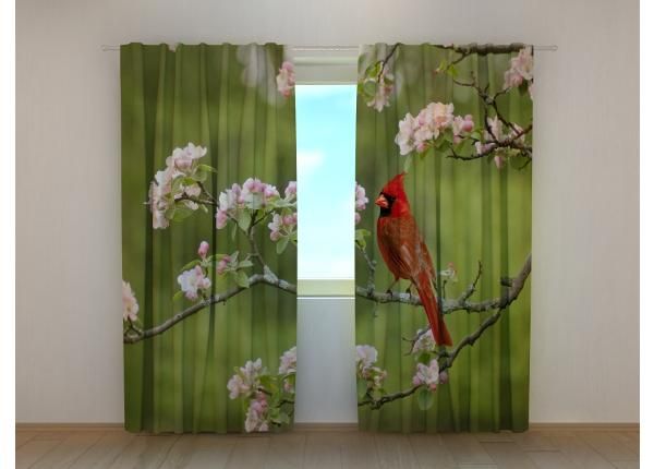Pimendav fotokardin Bird Cardinal on a Spring Twig 240x220 cm