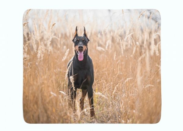 Pleed Doberman Pinscher in the Golden Grass