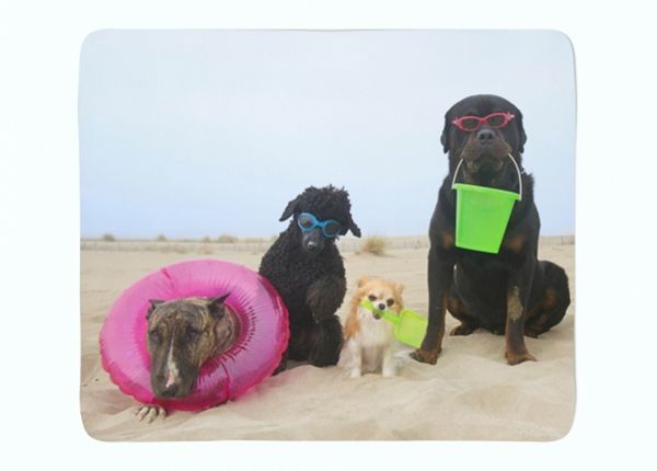 Pleed Dogs Resting on a Beach