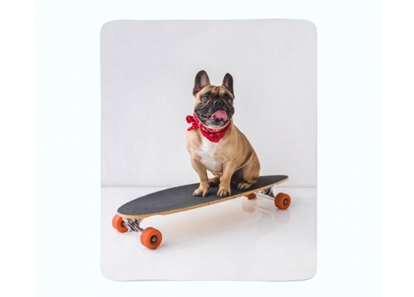 Pleed French Bulldog on Skateboard