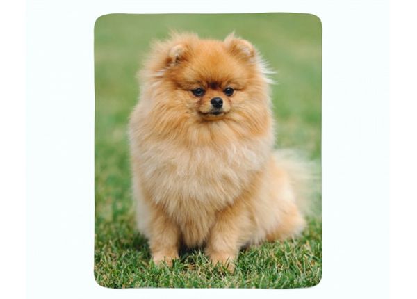 Pleed Pomeranian Dog