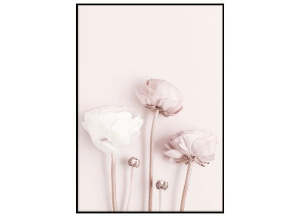 Poster Heleroosad lilled