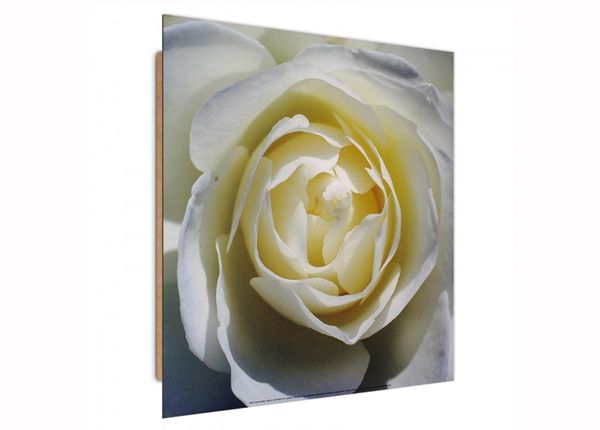 Seinapilt White rose 3D 30x30 cm