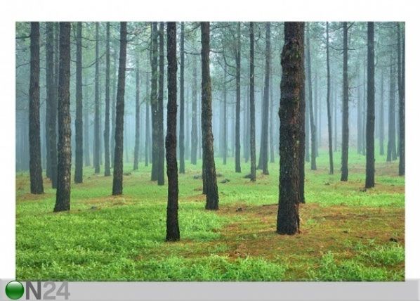 Fliis fototapeet Deep forest with pines on La Palma