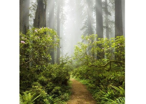 Fliis fototapeet Misty forest path