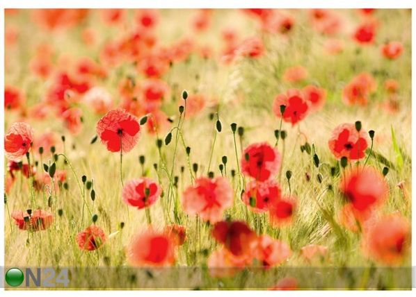 Fototapeet Dream of poppies 400x280 cm