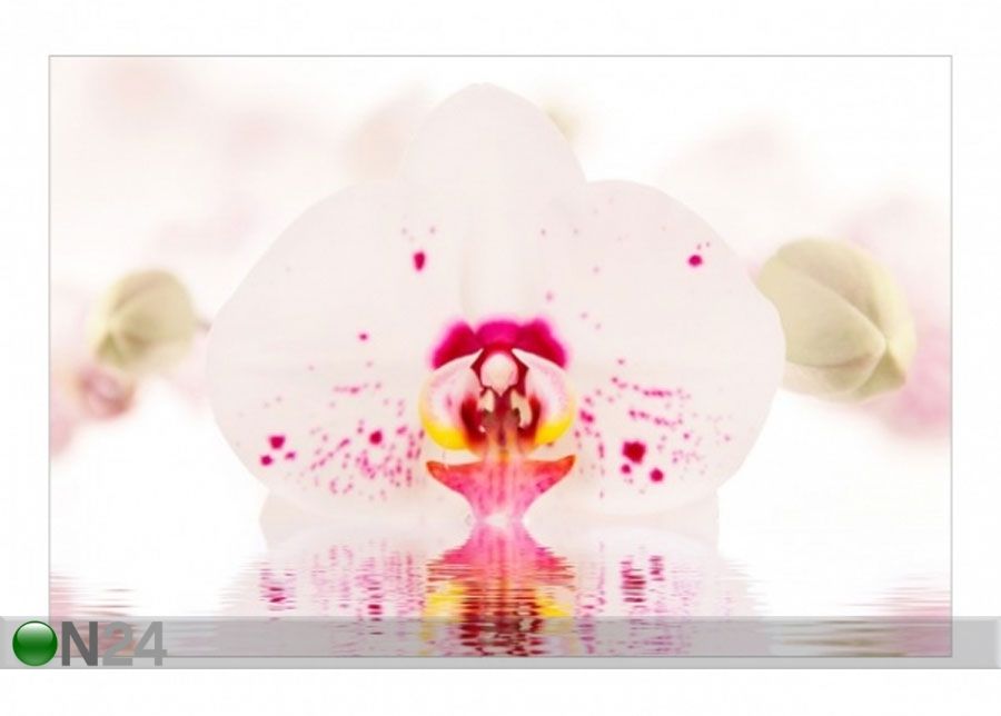 Fliis fototapeet Spotted Orchid on water suurendatud