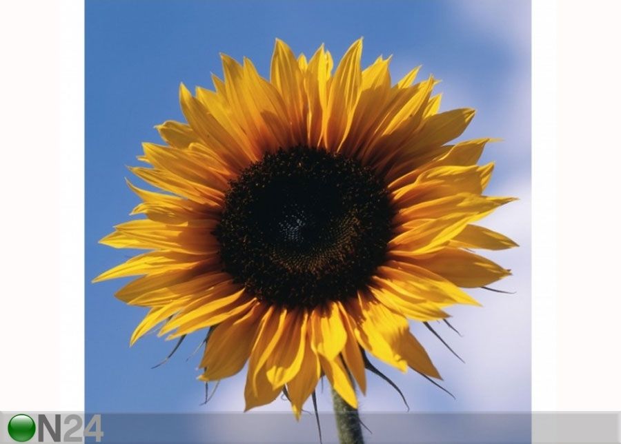 Fliis fototapeet Sunflower Trio Part 1 suurendatud