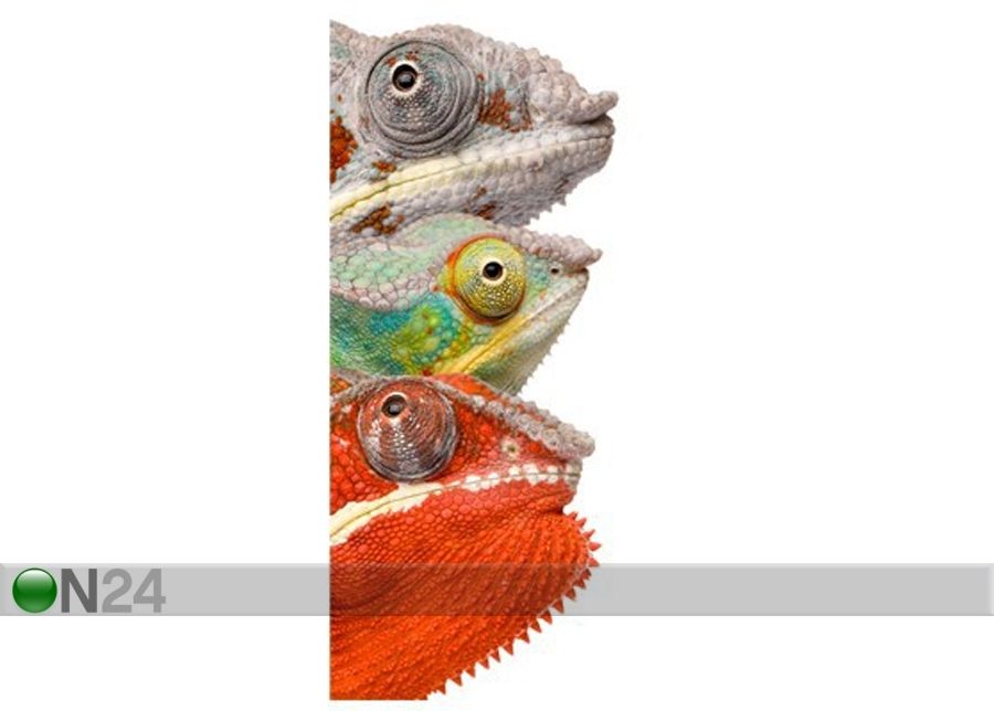 Fototapeet Chameleon Clique 100x210cm suurendatud