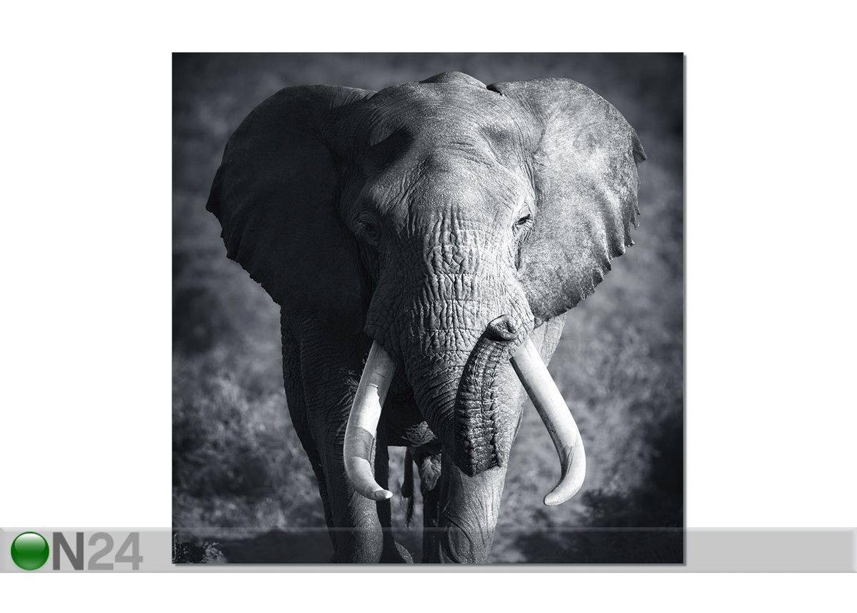 Seinapilt Elephant 120x120 cm suurendatud