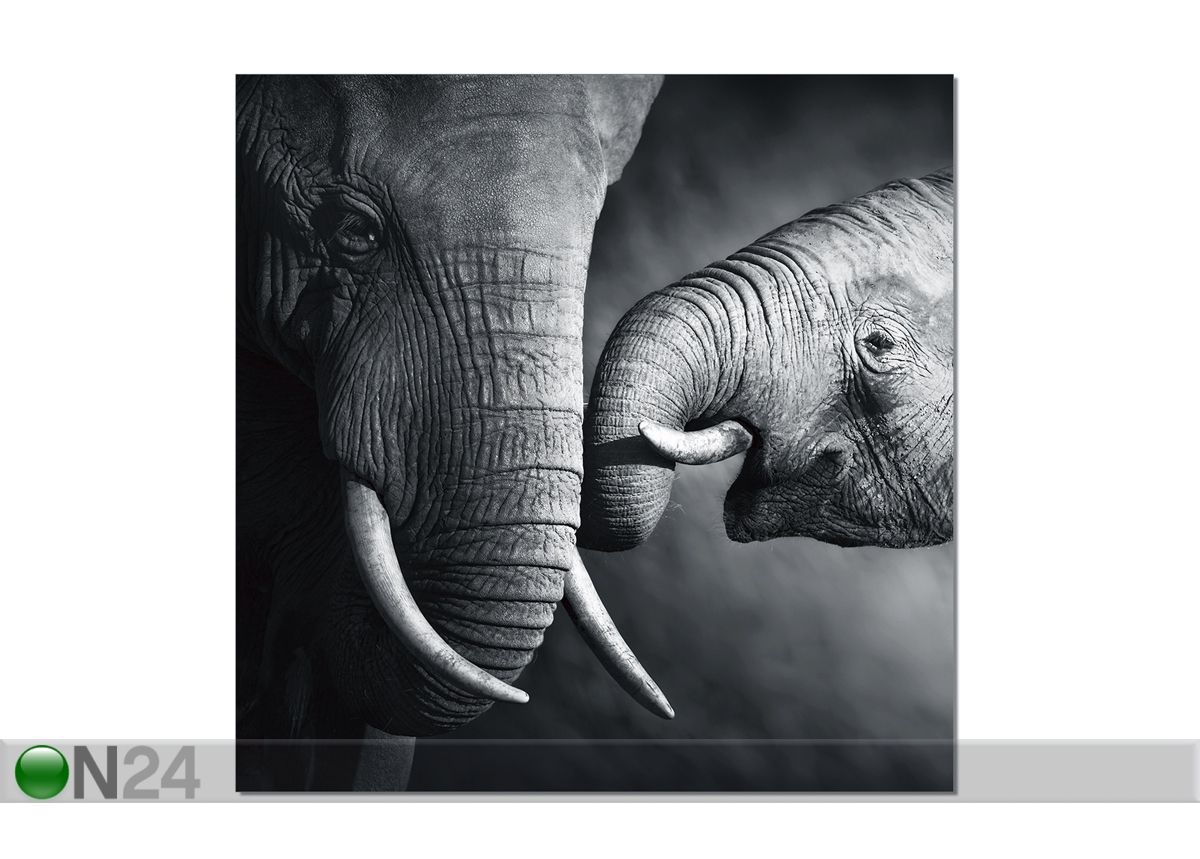 Seinapilt Elephants 120x120 cm suurendatud