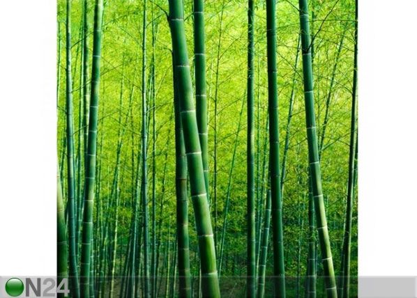 Fliis fototapeet Bamboo Forest