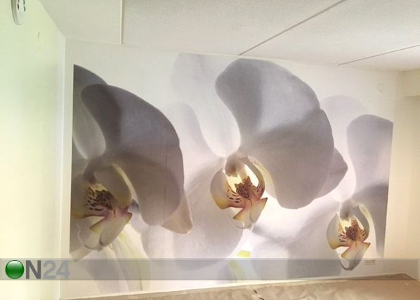 Fliis-fototapeet White orchid 360x270 cm