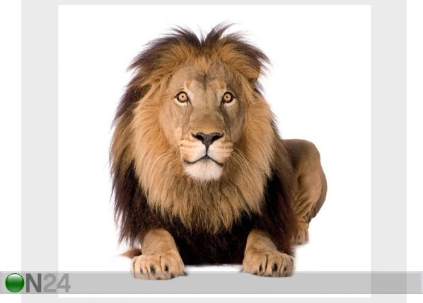 Fototapeet Lion King 300x280 cm