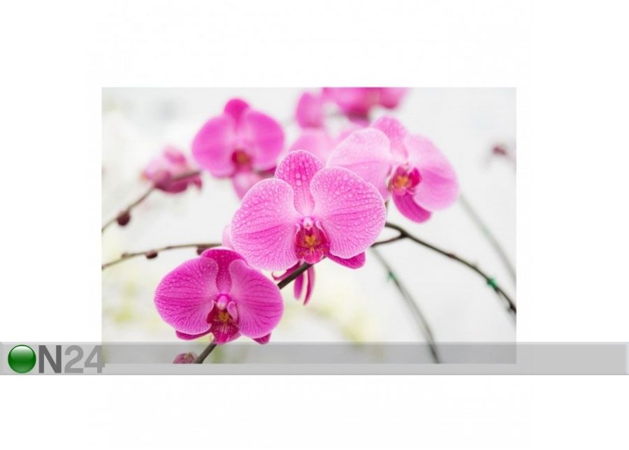 Fliis fototapeet Close up orchid suurendatud