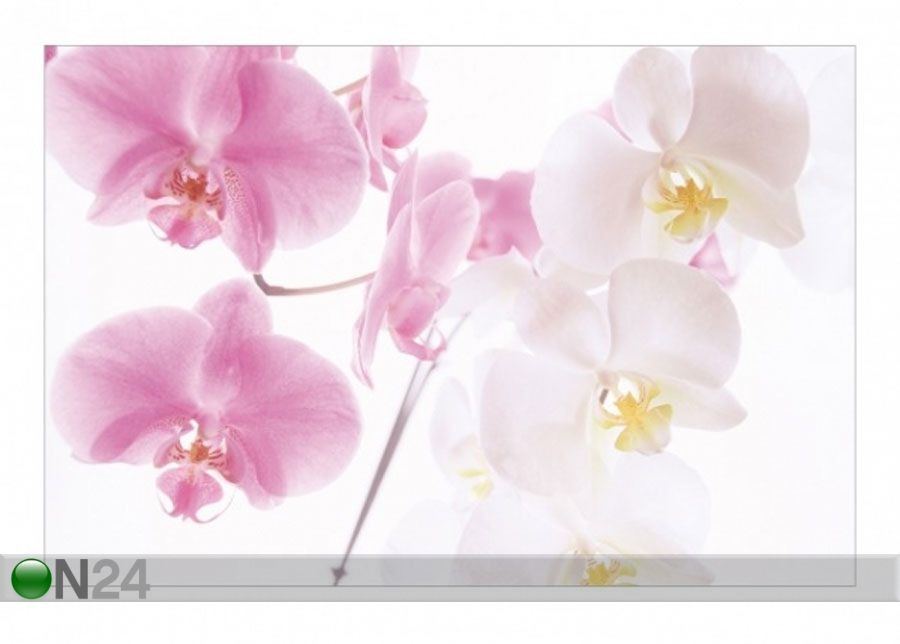 Fliis fototapeet Delicate Orchids suurendatud