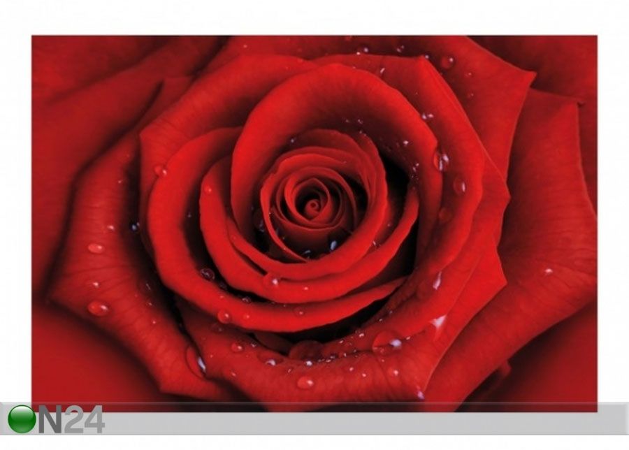 Fliis fototapeet Red rose with water drops suurendatud