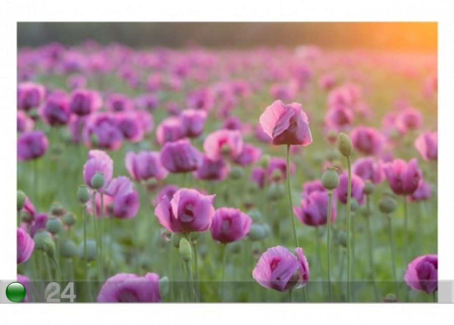 Fliis fototapeet Violet poppy flowers meadow in spring suurendatud