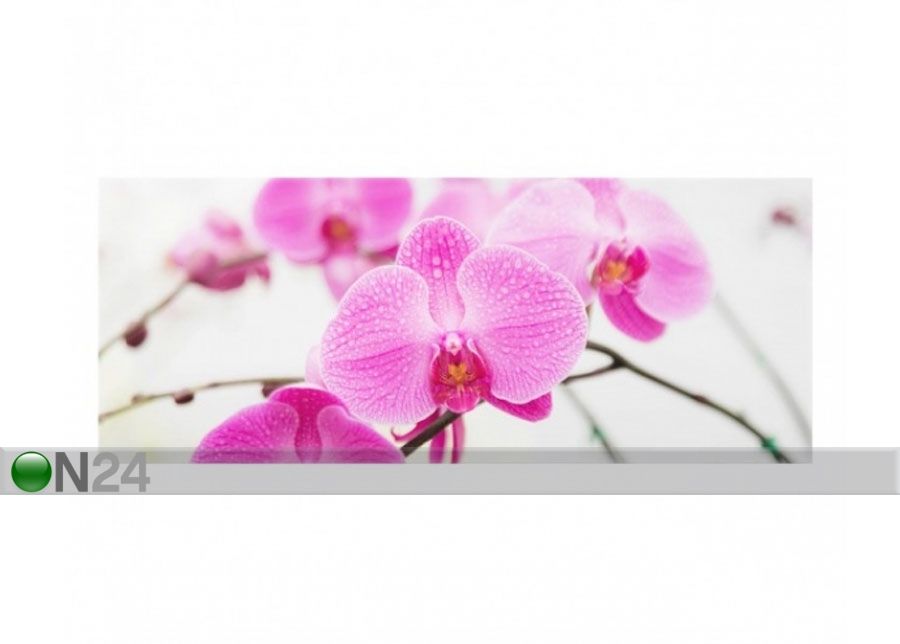 Fotoklaas, köögi tagasein Close Orchid 40x100 cm suurendatud