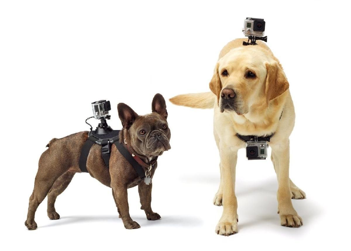 Kinnitus lemmikloomale GoPro FETCH koduloomakinnitus suurendatud