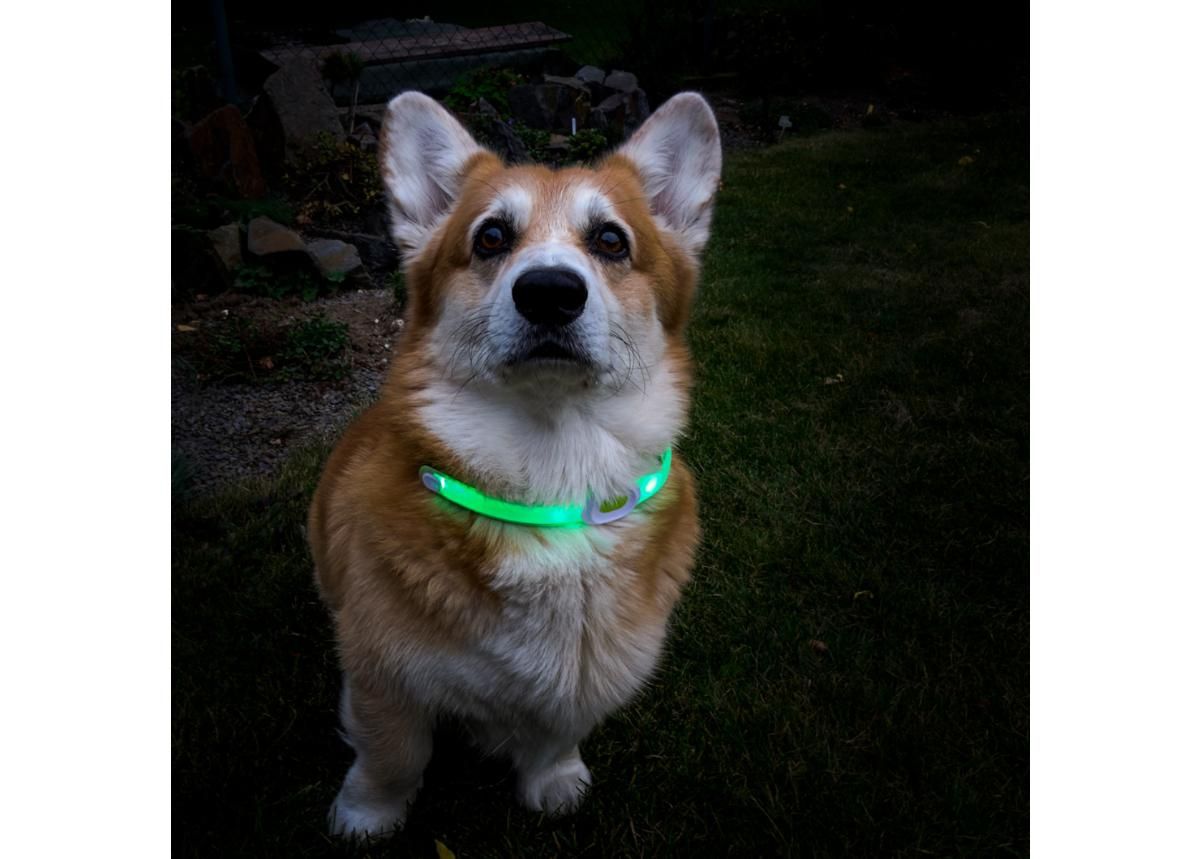 Led kaelarihm koerale LED Light Maxi suurendatud