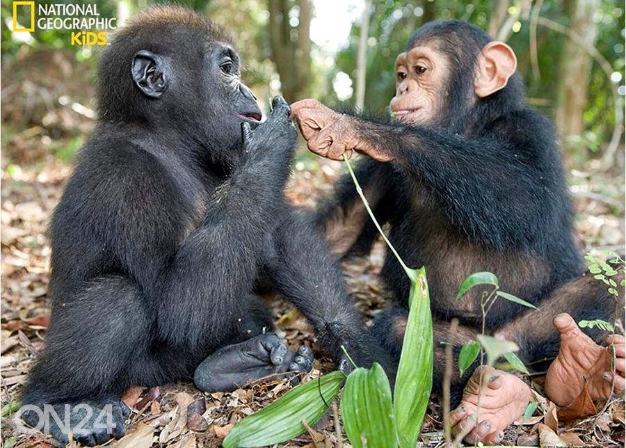Pusle 3D Šimpans ja gorilla 63 tk suurendatud