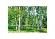 Fliis fototapeet Birch grow 375x250 cm