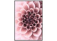 Poster Dahlia 21x30 cm
