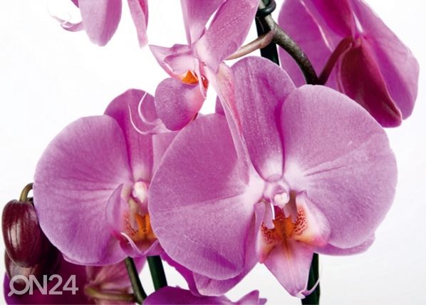 Fliis-fototapeet Orchids 2, 360x270 cm