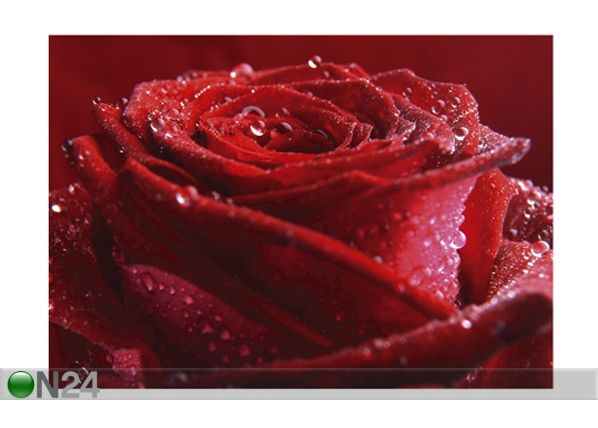 Fototapeet Proud red rose 400x280 cm