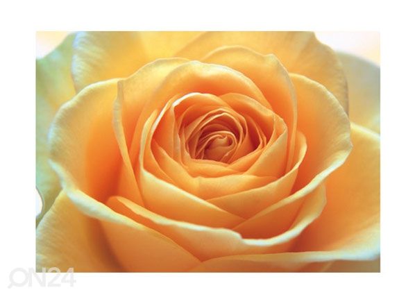 Fototapeet The orange rose 400x280 cm