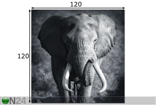 Seinapilt Elephant 120x120 cm mõõdud