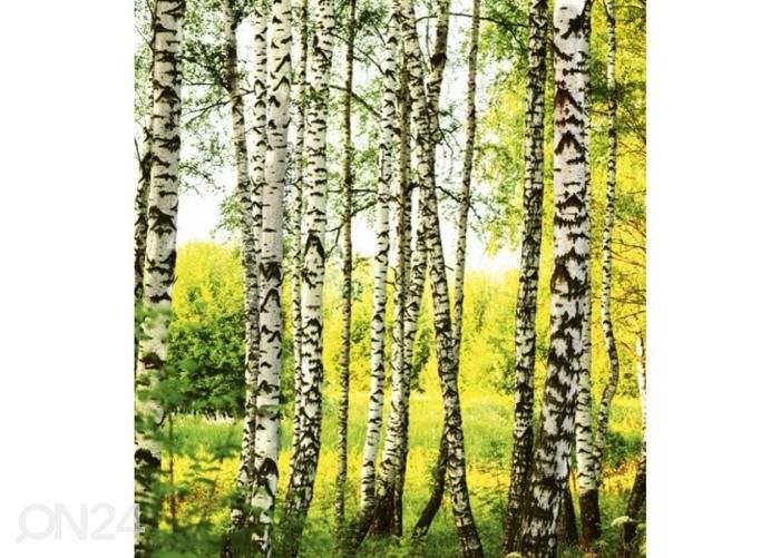 Fliis fototapeet Birch forest 225x250 cm suurendatud