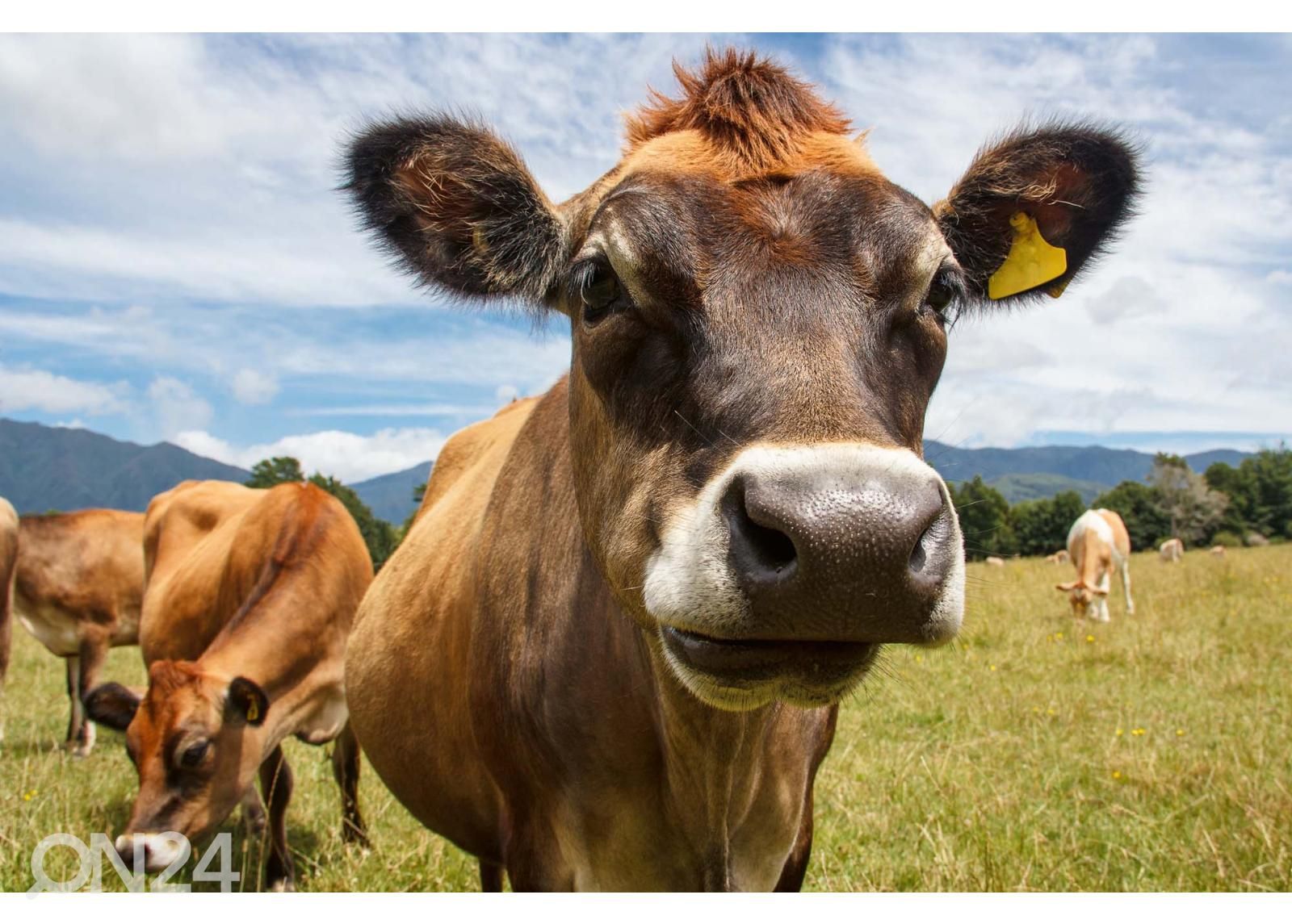Fliis fototapeet Chewing Cow Looking Surprisingly Straight suurendatud
