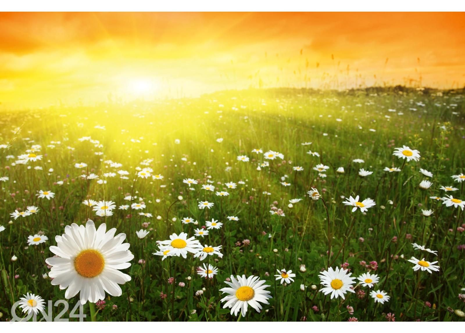 Fliis fototapeet Flower Field In Sunset suurendatud