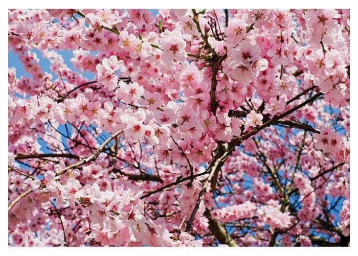 Fliis fototapeet Japanese Cherry Tree 368x254 cm suurendatud