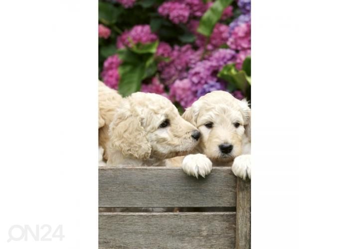 Fliis fototapeet Labrador puppies 150x250 cm suurendatud