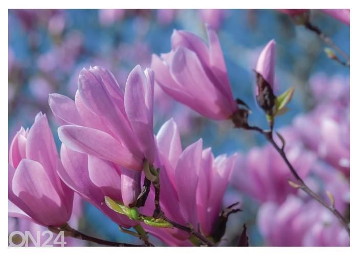 Fliis fototapeet Magnolia Tulip 368x254 cm suurendatud
