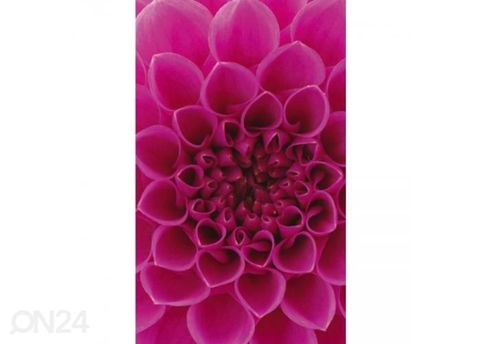 Fliis fototapeet Pink dahlia 150x250 cm suurendatud