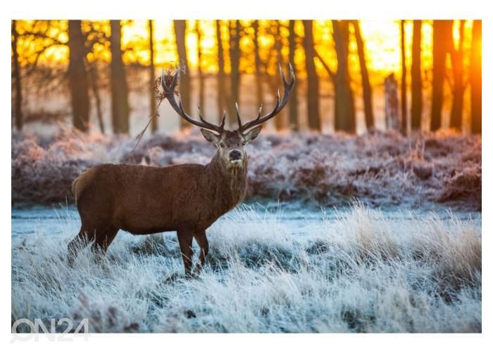 Fliis fototapeet Red Deer in Morning Sun 368x245 cm suurendatud