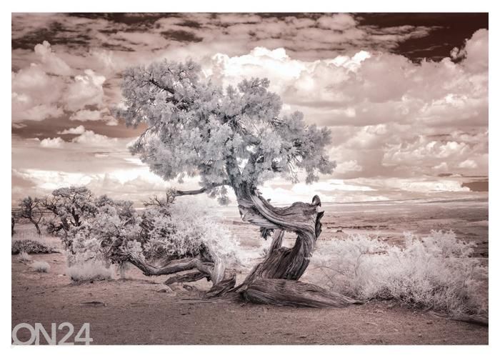 Fliis fototapeet Twisted Tree in the Desert 368x254 cm suurendatud