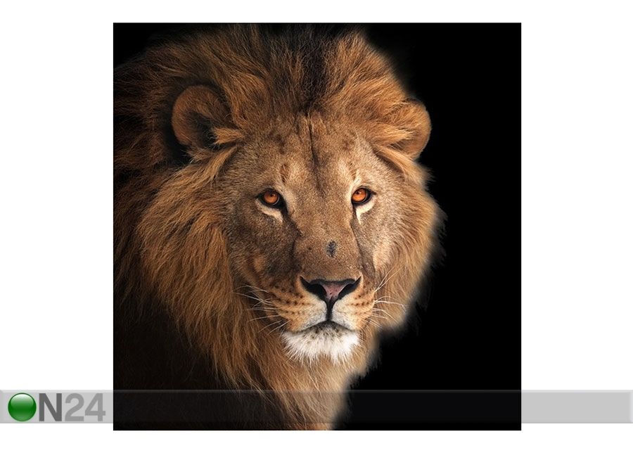 Pilt Lõvi, 50x50 cm suurendatud