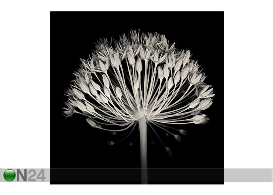 Pilt Mustvalge lill2, 40x40 cm suurendatud