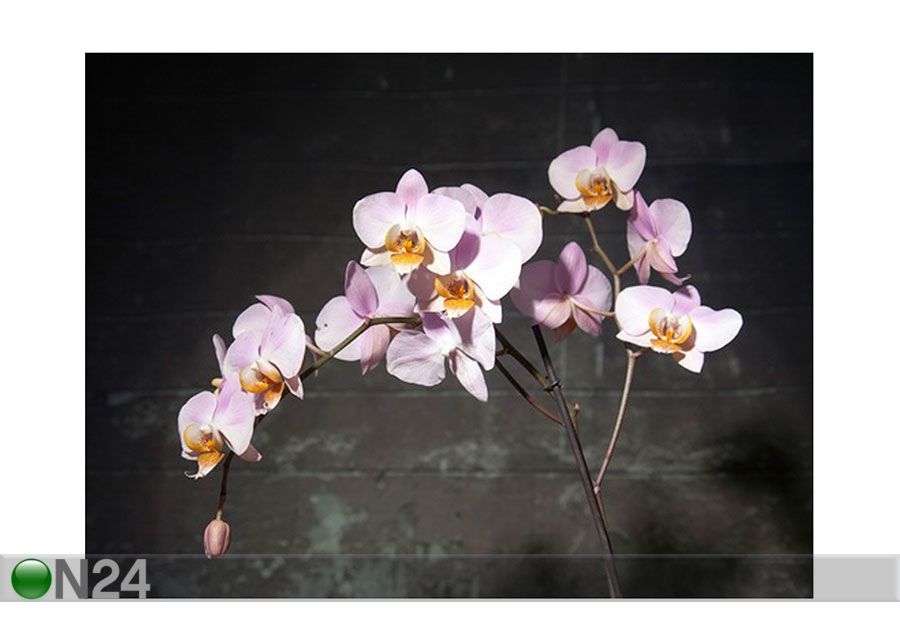 Pilt Roosa orhidee, 30x40 cm suurendatud