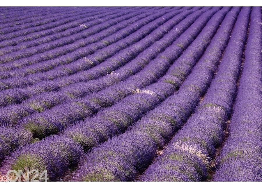Põrandakleebis Lavender field 170x170 cm suurendatud