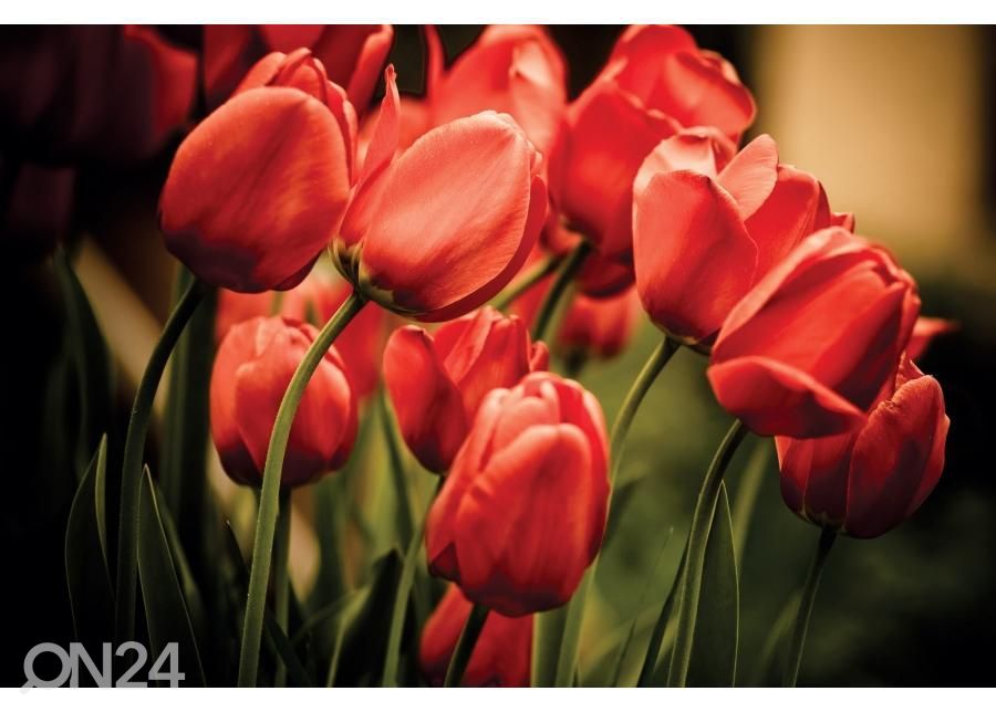 Põrandakleebis Red tulips 170x170 cm suurendatud