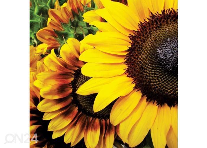 Põrandakleebis Sunflowers 170x170 cm suurendatud